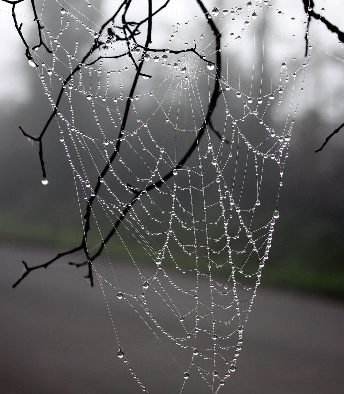 Web-Spider Tau Winterbaum - Kostenloses Foto auf Pixabay - Pixabay