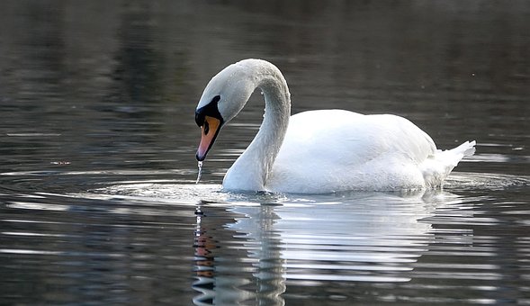 Free Swan Water photo and picture