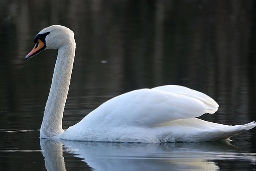 Free Swan Water photo and picture