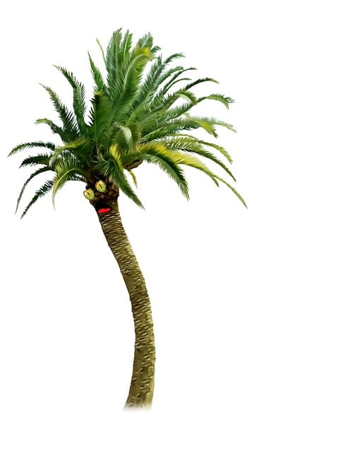 Baum, Natur, Palm, Lustig Palme, Grün