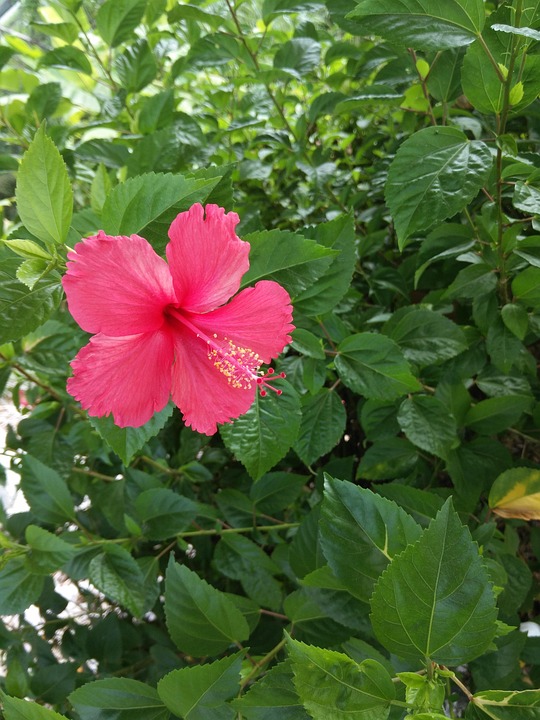 槿 红花 美丽 - Pixabay上的免费照片