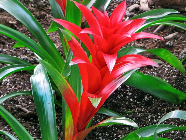 Bromelien, Rot, Bromelie, Blume