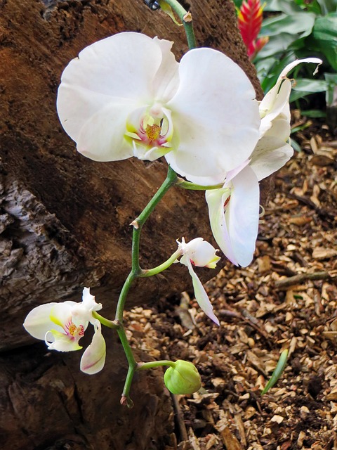 Orchidee, Weiße Blume, Cymbidium, Blüte