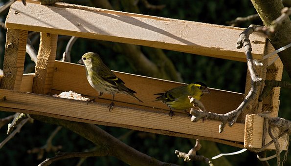 Free Feeder Green Bell photo and picture