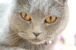 cat, carthusian, pussy