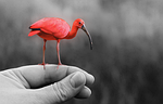 animal, bird, pink