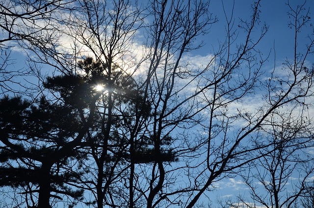 Free Sky Tree photo and picture