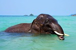elephant, bathing, sea