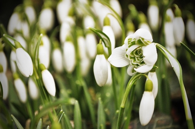 Free Snowdrop Snowdrops photo and picture