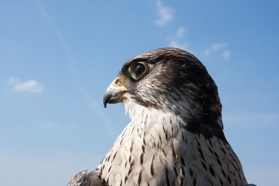 Falcon Raptor Bird Birds Of - Free photo on Pixabay - Pixabay