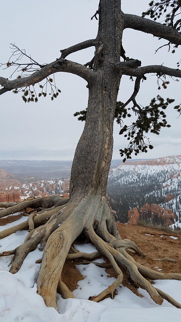 Free Tree Snow photo and picture