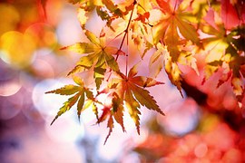 Maple, Maple Leaves, Emerge