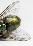 fly, dead, green