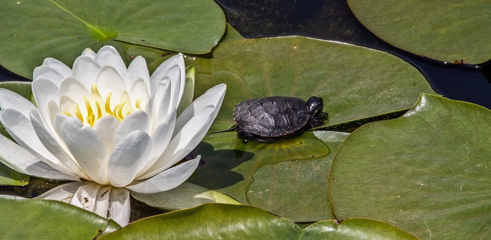 Free photos of Lotus