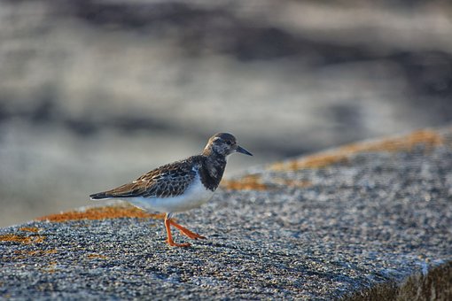 Bird, Plover, Ornithology, Nature, Fauna