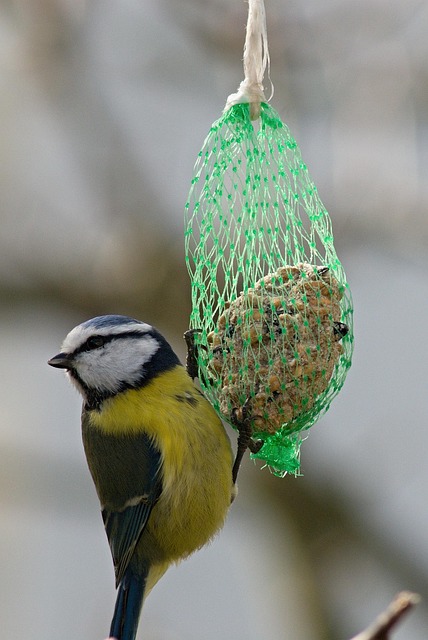 Free Tallow Balls Feeding photo and picture
