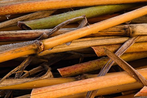 Free Stalks Scapes photo and picture
