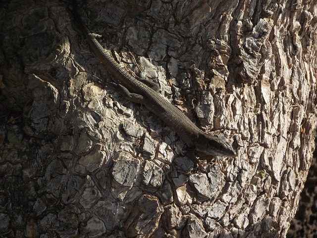 Free Lizard Tree photo and picture