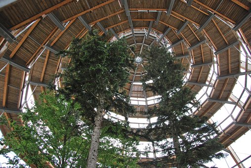 Free Treetop Path Treetop photo and picture