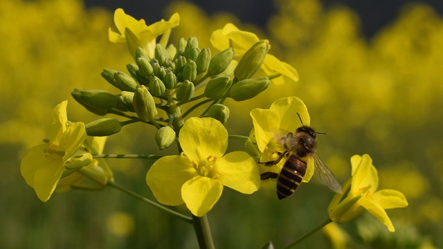 Free Flower Spring photo and picture