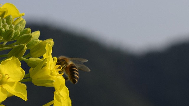Free Bee Macro photo and picture