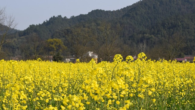 Free Golden Yellow Spring photo and picture