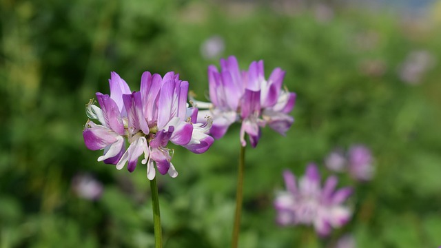 Free Field Wild Flowers photo and picture