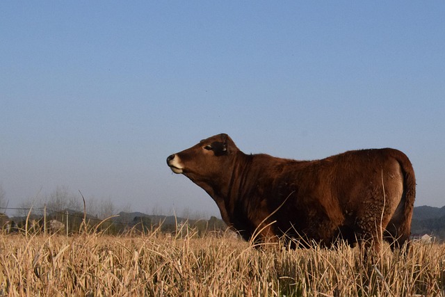 Free Field Rural photo and picture