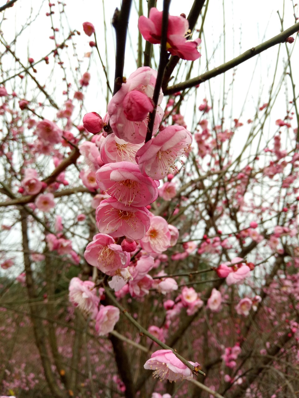 花 ピンク 梅の花 - Pixabayの無料写真 - Pixabay
