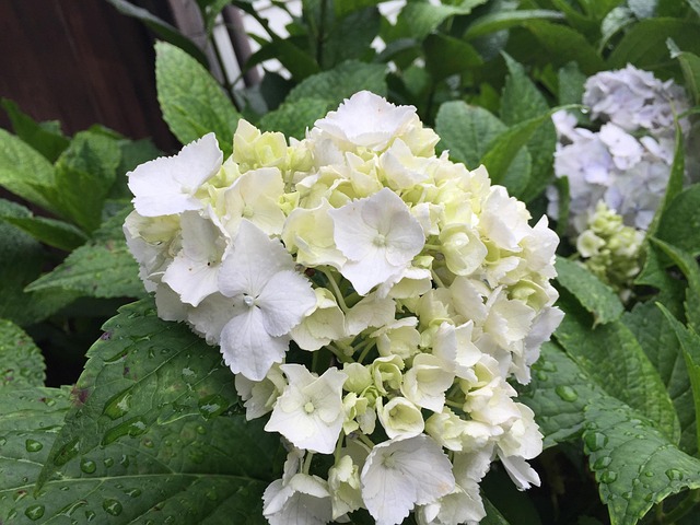 Hydrangea, Natur, Kan, Blomst Baggrund