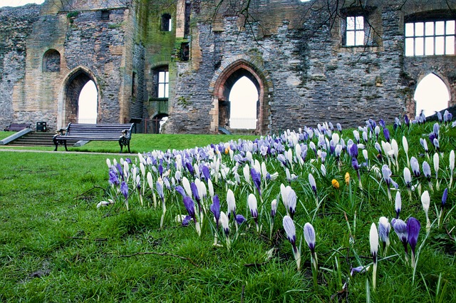 Forår, Blomst, Forårsblomster, Slot