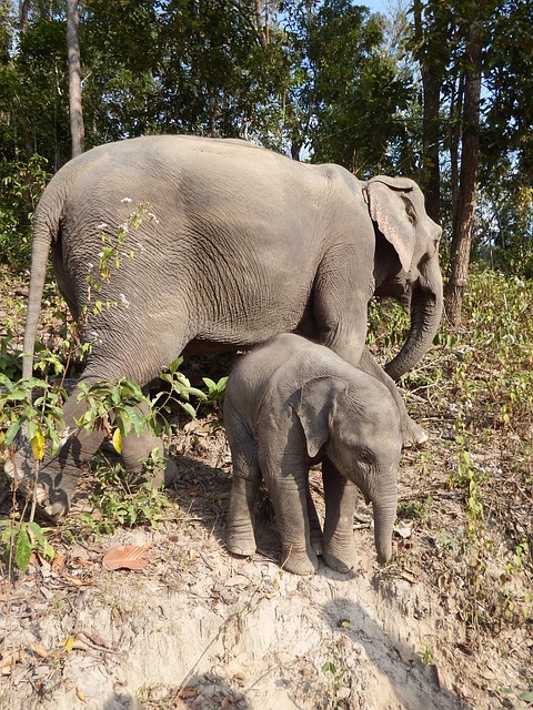 Free Elephants Elephant photo and picture