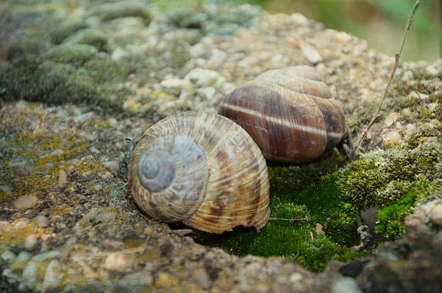 Free Snail Stone photo and picture