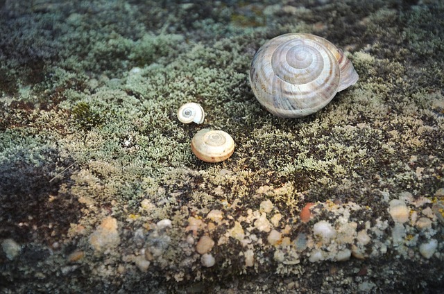 Free Snail Shell photo and picture