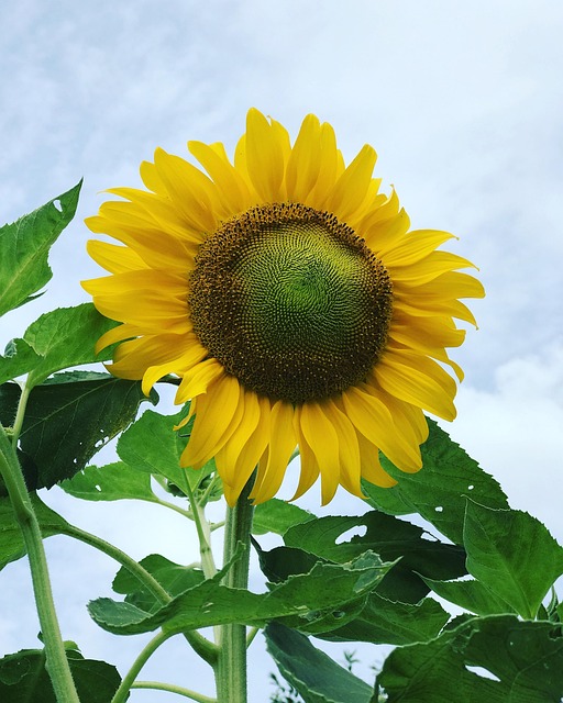 Solsikke, Blomst, Smukke Blomster, Natur