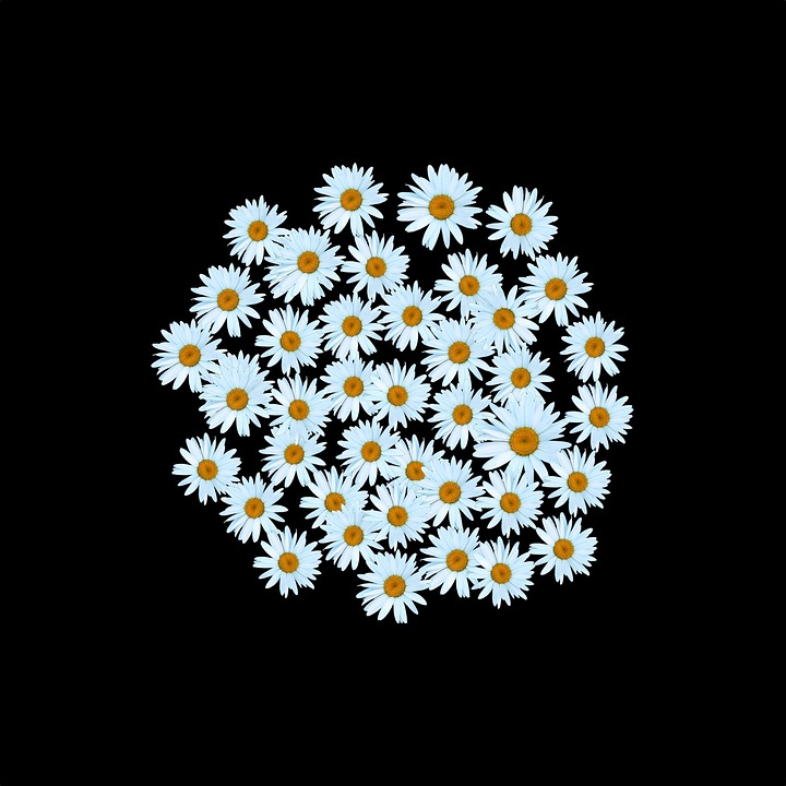 daisy white free photo