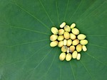 lotus seeds, lotus, seed