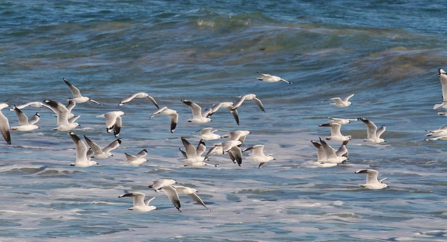 Free Gulls Birds In Flight photo and picture