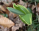 solomon seal sprouts, solomon seal, wildflower