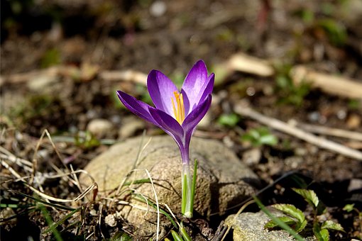 Free Crocus Ornamental Plant photo and picture