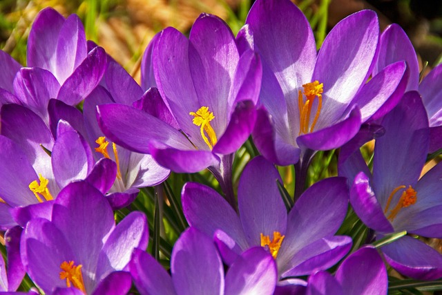 Free Crocus Flower photo and picture