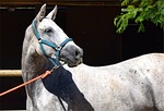 andalusian, andalusian horse, horse