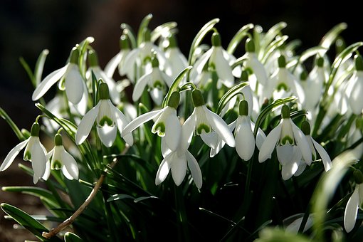 Free Snowdrop Galanthus photo and picture