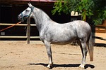 andalusian, andalusian horse, horse