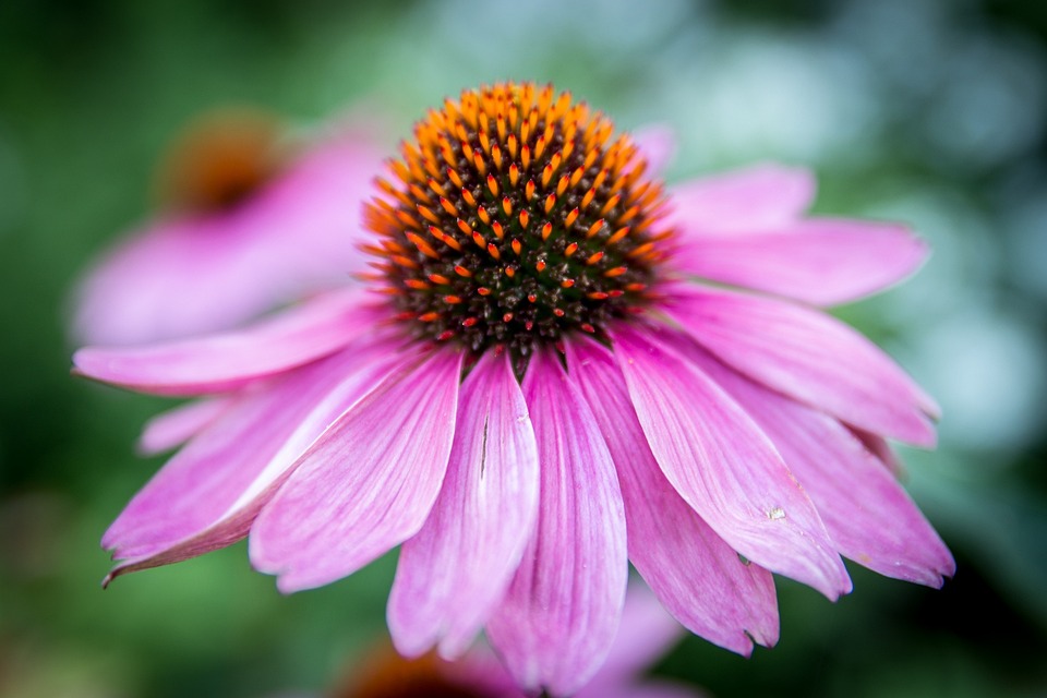 Echinacea Purpurea Flower Blossom · Free photo on Pixabay