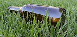 beer, bottle, label