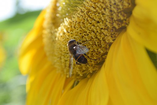 Free Bee Sunflower photo and picture