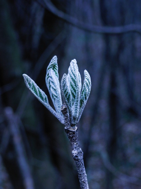 Folha Pequeno Macro Foto Gratuita No Pixabay Pixabay