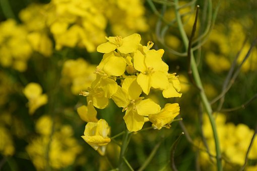 Free Oilseed Rape Plant photo and picture