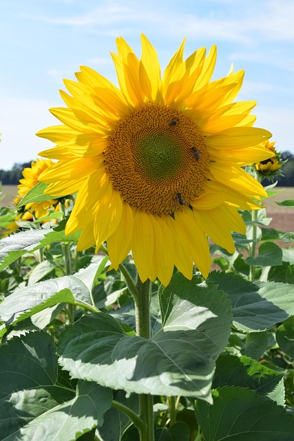 Free Sunflower Plant photo and picture